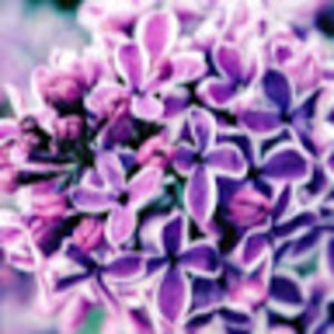 Meet your Posher, Brittney